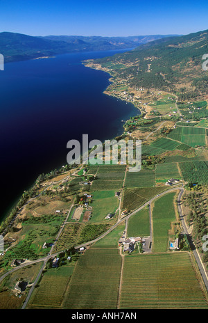 Antenna della vigna, Lago Okanagan, British Columbia, Canada. Foto Stock