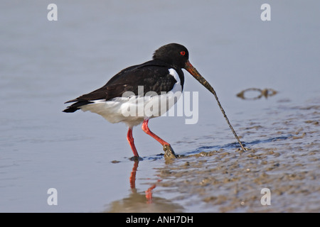 Austernfischer Haematopus ostralegus limikole limicola Foto Stock