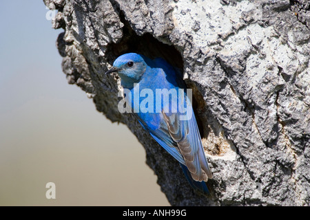 Northern mestolone, Bechers Prairie, British Columbia, Canada. Foto Stock