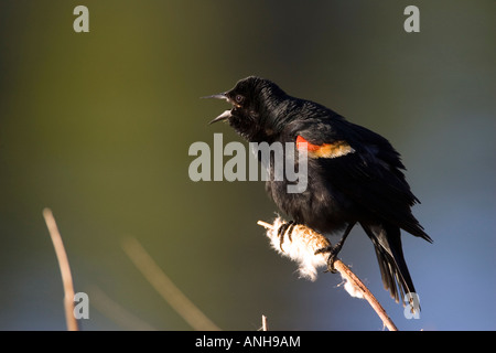 Rosso-winged Blackbird, Becher La Prairie, British Columbia, Canada. Foto Stock