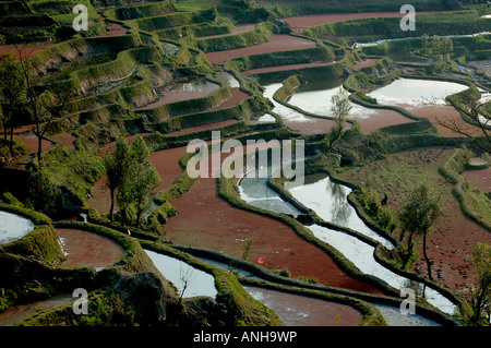 Un appositamente irrigate o inondato il campo dove si coltiva il riso. Foto Stock