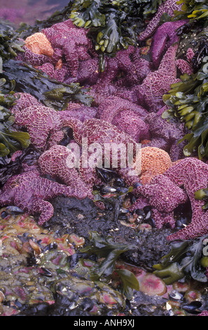 Viola e ocra delle stelle di mare nell'inter zona di marea, British Columbia, Canada. Foto Stock