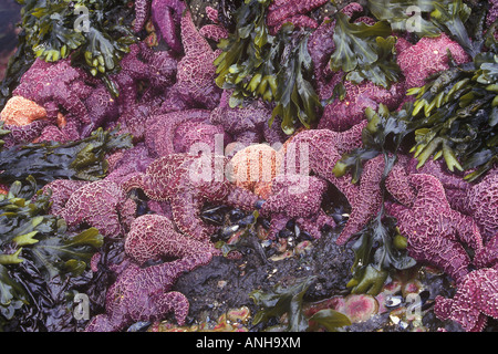 Viola e ocra delle stelle di mare nell'inter zona di marea, British Columbia, Canada. Foto Stock