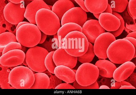 I globuli rossi umani micrografia elettronica di eritrociti normali anche sapere come eritrociti Foto Stock