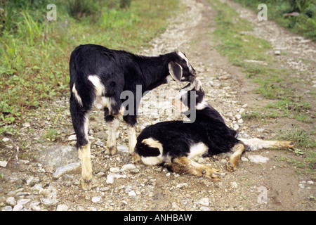 Caprini domestici Capra aegagrus hircus a Lama Camp Eagle Nest Wildlife Sanctuary, Arunachal Pradesh, India Foto Stock