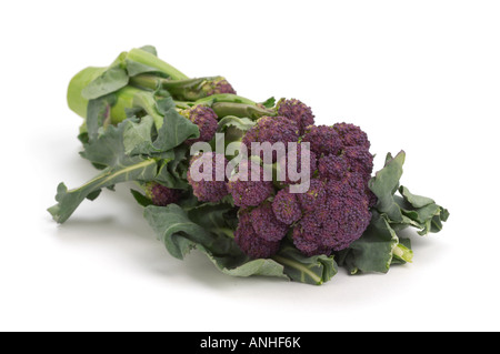 Viola broccoletti Foto Stock