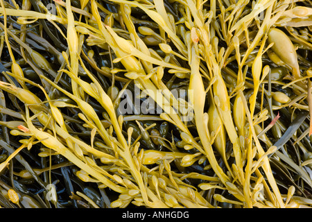 Annodato wrack Foto Stock