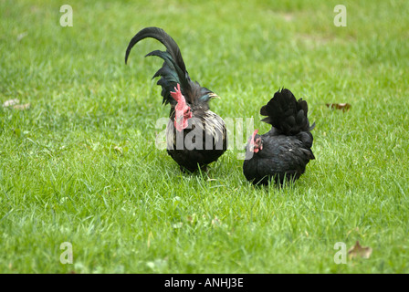Polli Foto Stock