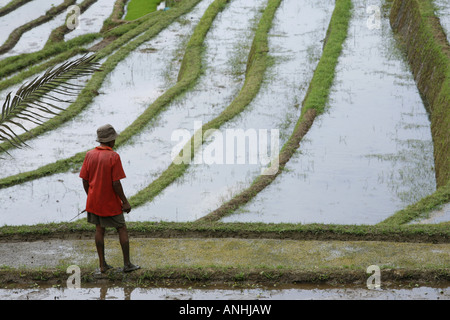 I campi di riso a Bali Foto Stock