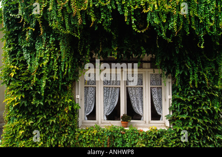 Europa Francia Valle della Dordogna. Ivy casa coperta. Particolare finestra con tende in pizzo Foto Stock