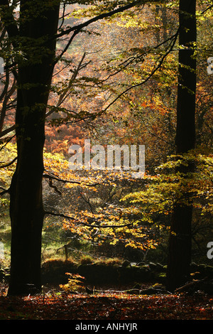 Faggi che cresce in fitte foreste della Scozia nel Regno Unito Foto Stock