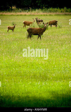 Cervi rossi a Lotherton Hall Deer Park, Aberford, Leeds, West Yorkshire Regno Unito Foto Stock