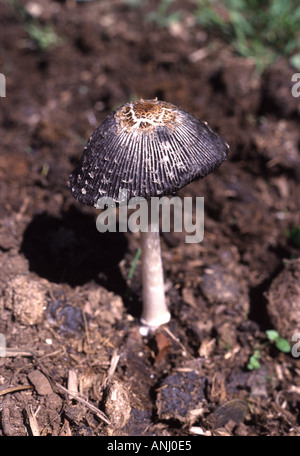 Toadstool close up formato verticale Foto Stock