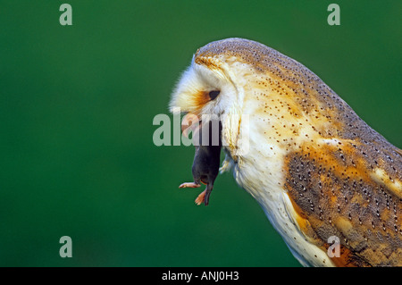 Barbagianni mangiare mouse, Sussex, Regno Unito (Tyto alba) Foto Stock