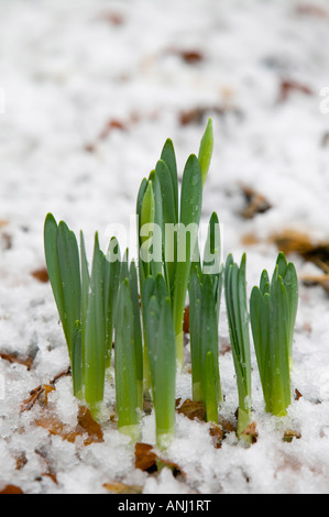 Giunchiglie spingendo verso l'alto tramite fusione neve Ambleside Regno Unito Foto Stock