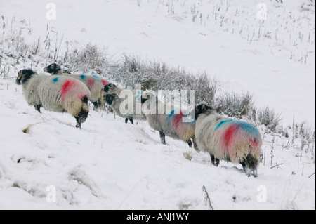 Pecore nella neve su Wansfell Ambleside Regno Unito Foto Stock