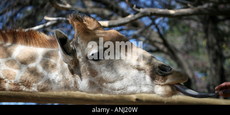 La giraffa essendo alimentato a mano da vicino Foto Stock