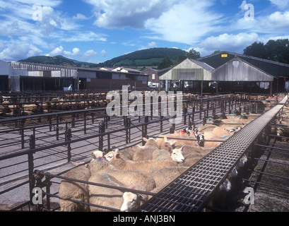 Ovili Mercato del Bestiame ad Abergavenny Foto Stock