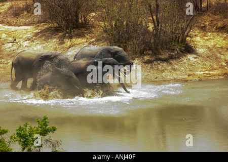 Gli elefanti fuggire in preda al panico attraverso un waterhole nel sentire due scatti da un bracconiere s rifle Mole National Park del nord del Ghana Foto Stock