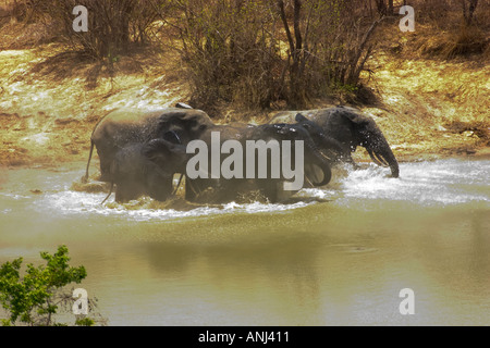 Gli elefanti fuggire in preda al panico attraverso un waterhole nel sentire due scatti da un bracconiere s rifle Mole National Park del nord del Ghana Foto Stock