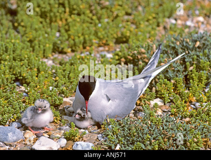 Arctic tern con giovani al sito nido NORFOLK REGNO UNITO Foto Stock