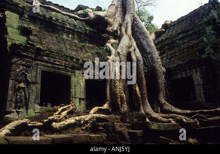 Angkor . Ta Prohm tempio .Siemp Reap Stato. Cambogia . Foto Stock