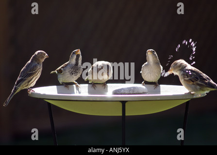 Gli uccelli di bere da Bird Bath - Orizzontale Foto Stock