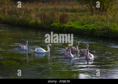 Cinque prestampati e un cigno sul fiume di Arlington Row Bibury Gloucestershire Foto Stock