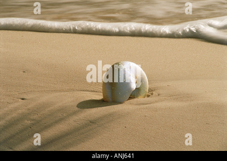 Nautilus shell sul dipinto d'onda riva sabbiosa Foto Stock