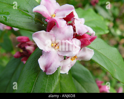 Daphne bholua Peter Smithers Foto Stock