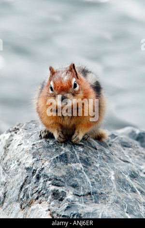 Un minimo di Scoiattolo striado su una roccia guardando nella telecamera Foto Stock