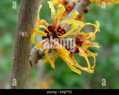 Hamamelis x intermedia a buccia d'arancia Foto Stock