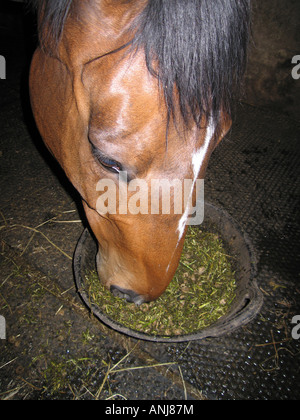 Alimentazione del cavallo dal bucket in stabile Foto Stock