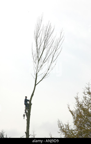 Lumberjack abbattimento della parte superiore di un albero alto Foto Stock