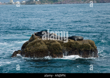 Guarnizioni di tenuta in appoggio su di una roccia off shore in Mazatlan Foto Stock