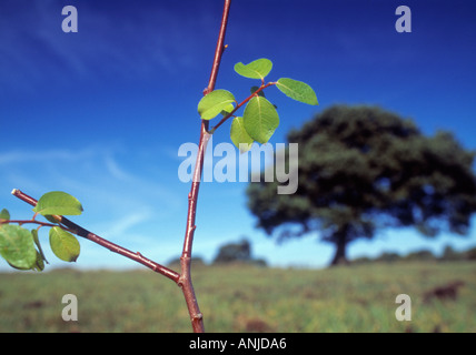 Un giovane germoglio cresce nell'ombra di un possente quercia Foto Stock