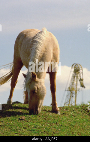 Pony nei pressi di Swan cantiere cacciatori Wallsend sul Tyne Regno Unito Foto Stock