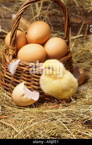 Nuovo pulcino Nato Foto Stock