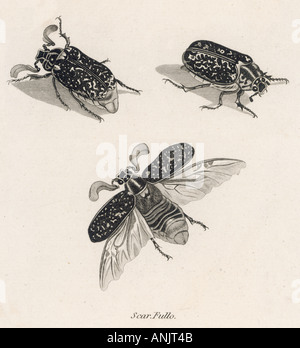 Insetti coleotteri Hercules Foto Stock