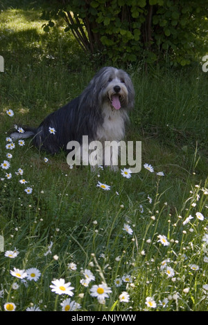 Capelli lunghi andasse collie seduti in giardino cottage tra occhio di bue margherite Foto Stock