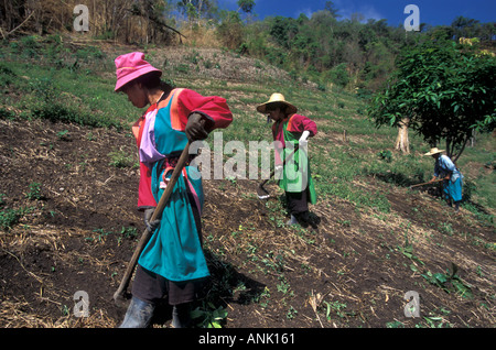 Lisu donne gli agricoltori che lavorano in aziende di montagna per brown la coltivazione del riso della Thailandia Foto Stock