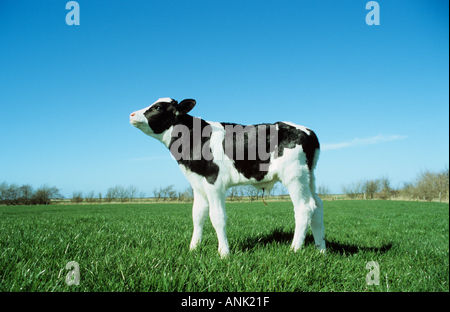 Bovini domestici (Bos primigenius taurus), razza: Holstein Frisone. Vitello in piedi su un pascolo Foto Stock