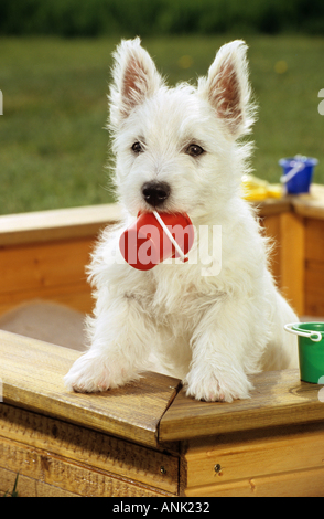 West Highland Terrier dog - puppy in sandbox con bin in bocca Foto Stock