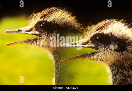 Nandù Foto Stock