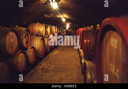 Il Tibor Gal (GIA) cantina in Eger (famosa per Egri Bikaver): gallerie sotterranee con righe di botti piene di vino. Tibor Gal è uno dei principali coltivatori e produttori di vino in Eger. La società è stata fondata nel 1993 in collaborazione con Nicolò Incisa della Rochetta (Sassicaia, Italia) ed Alpino dalla Germania Foto Stock