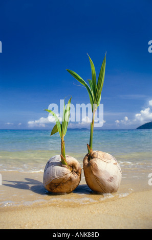 Germinatori di noci di cocco su una spiaggia tropicale, Cocos nucifera Foto Stock
