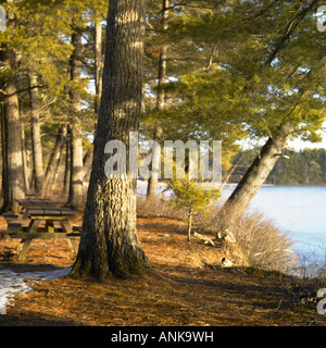 Coperte di ghiaccio sul lago nella foresta Foto Stock