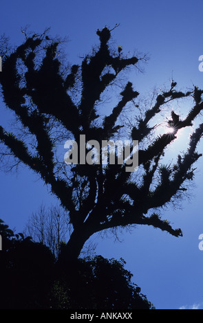 El Salvador. Parque Nacional El Imposible. Silhouette di un impianto Foto Stock