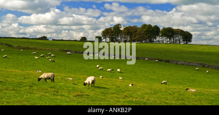 Pecore al pascolo vicino a Bakewell nel Parco Nazionale di Peak District DERBYSHIRE REGNO UNITO Inghilterra con alberi in background Foto Stock