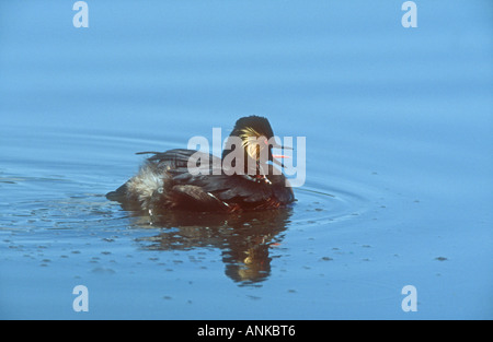 Nero a collo svasso Podiceps nigricollis piscina adulti con bill aperto, Potteric Carr NR, Doncaster, South Yorkshire Foto Stock